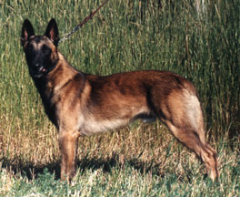 elan
