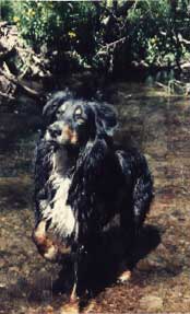 Logan of Cheshire Logan of Cheshire