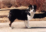 Woodstocks Maggie Mae SchH1 Woodstocks Maggie Mae SchH1